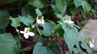 f0374160_17264917.jpg