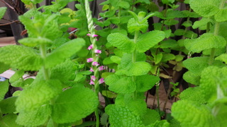 f0374160_17270325.jpg