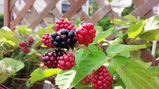 f0374160_17271493.jpg