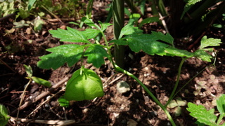 f0374160_17312729.jpg