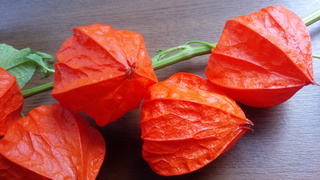 f0374160_17313491.jpg