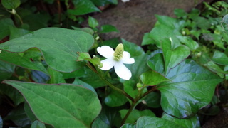 f0374160_17340913.jpg