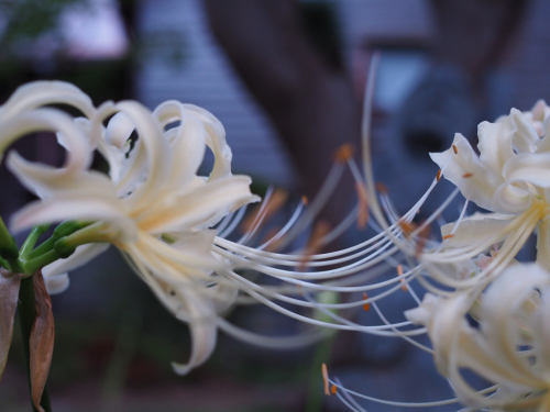 f0357183_22012347.jpg