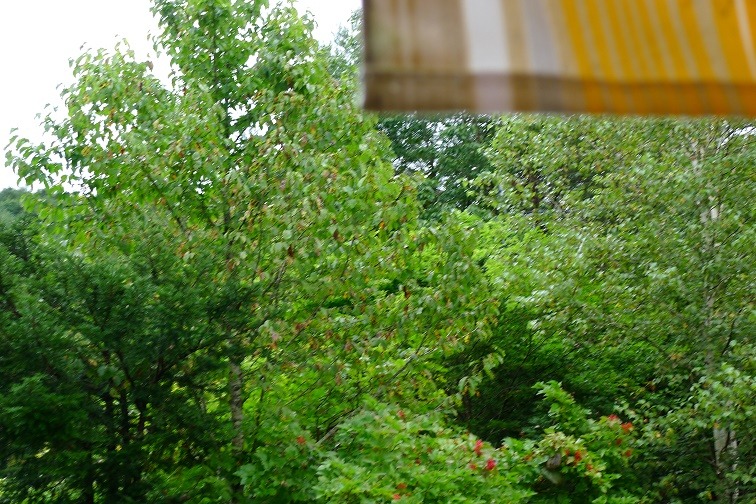 a0130586_182338100.jpg