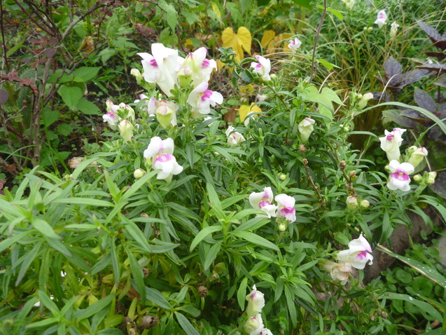 c0096287_18161222.jpg