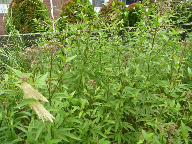 c0096287_18175814.jpg