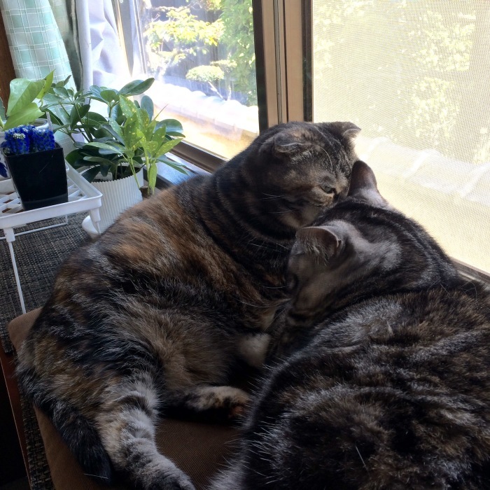 c0247096_01225508.jpeg