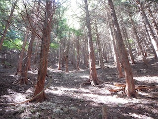c0359615_20384868.jpg