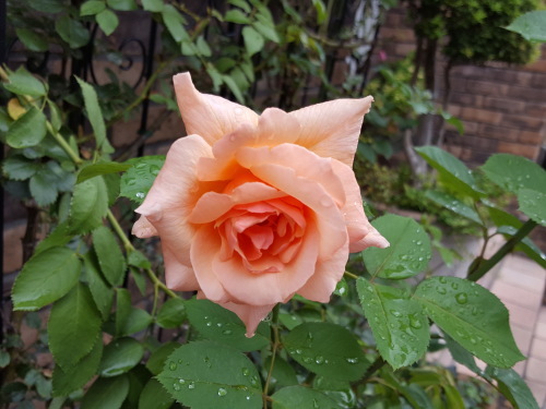 e0016828_11131555.jpg