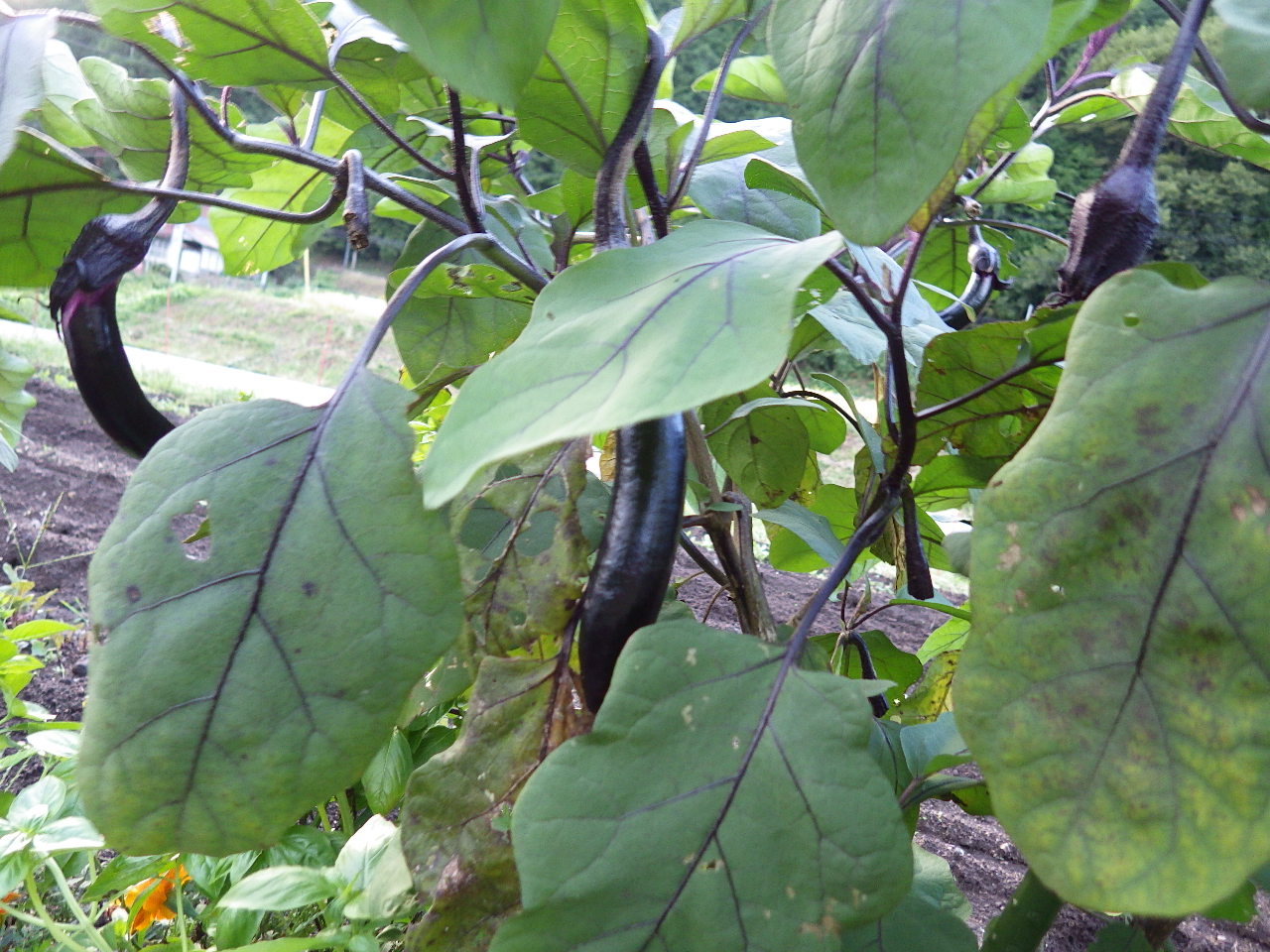 c0300035_9172196.jpg