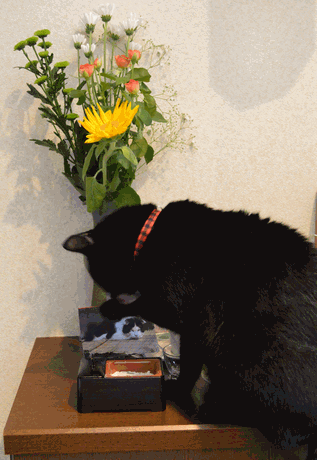 c0136736_18332998.gif