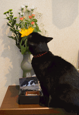 c0136736_18343037.gif