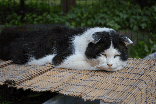 c0136736_1839836.gif