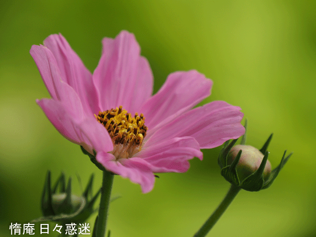 e0346064_14592333.gif