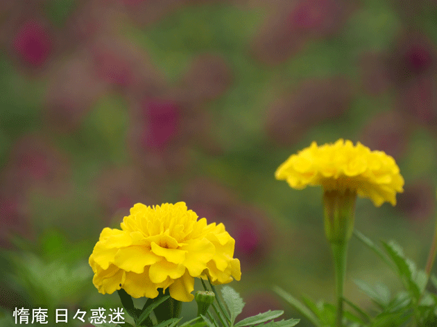 e0346064_14592360.gif