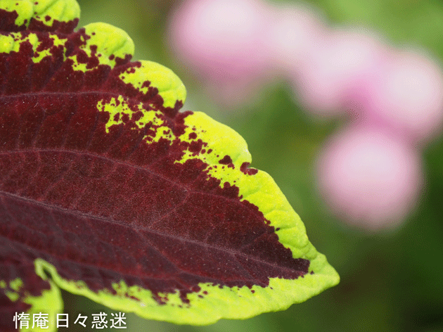 e0346064_15525621.gif