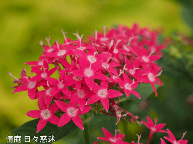 e0346064_16203315.gif