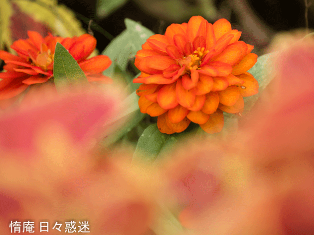 e0346064_16203328.gif