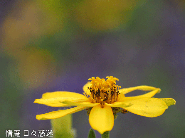 e0346064_16203332.gif