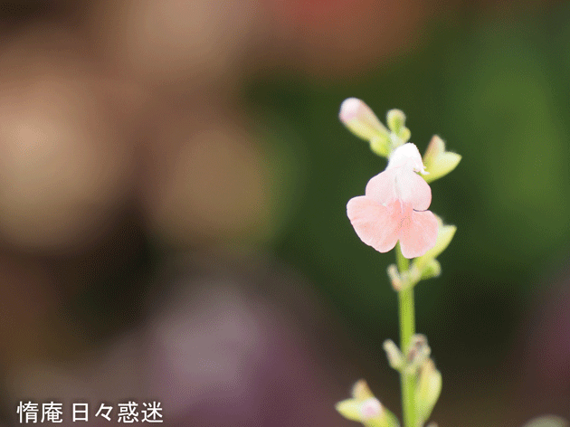 e0346064_16203341.gif