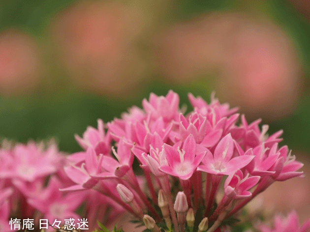 e0346064_16203359.gif