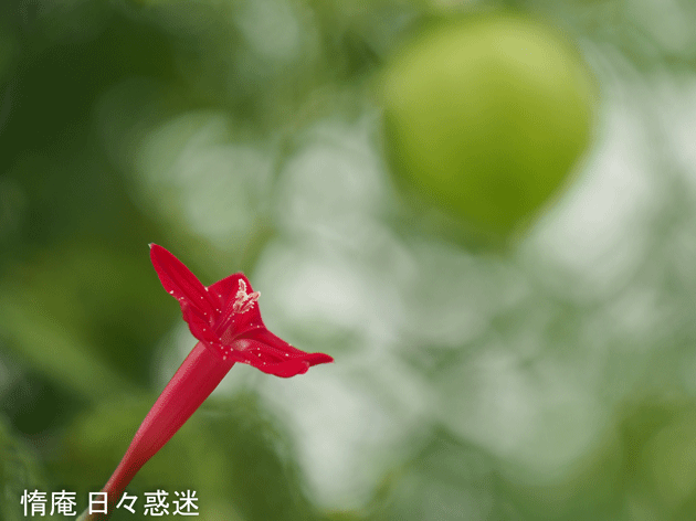 e0346064_16203377.gif