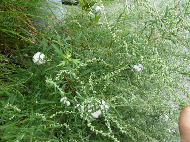 e0278968_217598.jpg