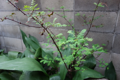 b0245877_14241557.jpg