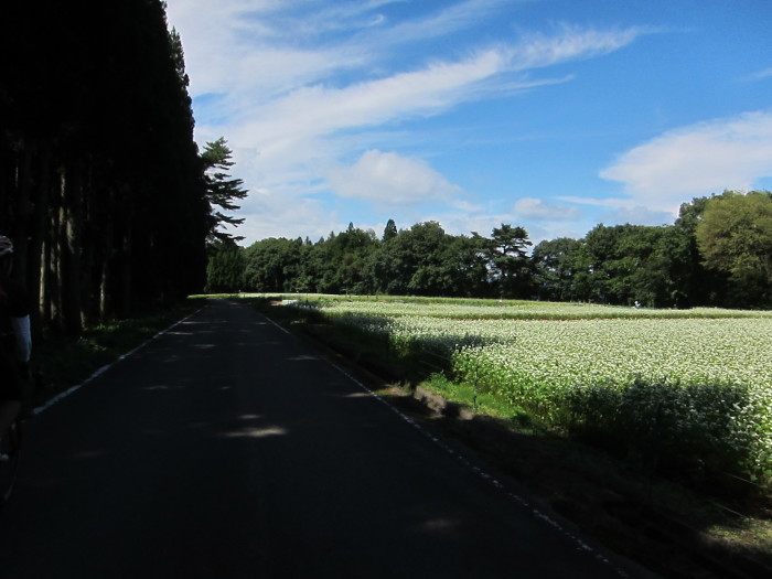 e0167780_20315864.jpg