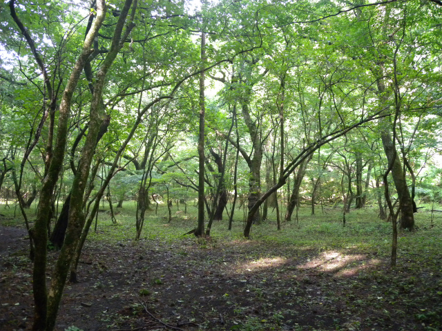 e0272335_20262879.jpg