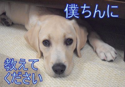 ありがとうを伝えたくて・・・