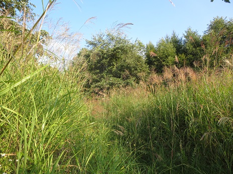 f0302771_1534029.jpg