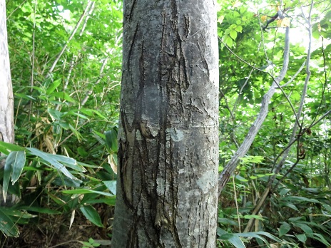 f0302771_1535439.jpg