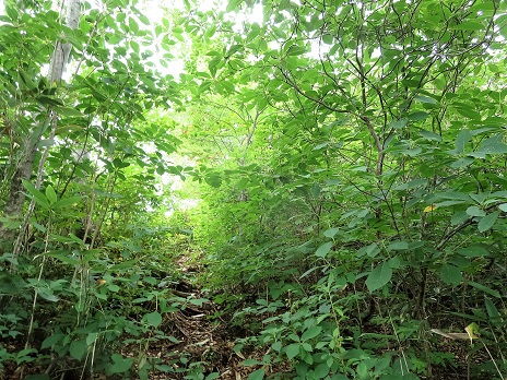 f0302771_1554465.jpg