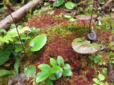f0302771_157365.jpg