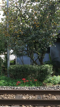 e0130185_12315456.jpg