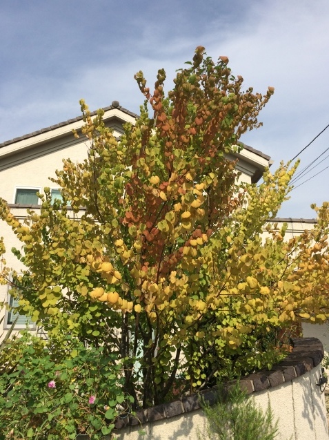 c0096287_09470575.jpeg
