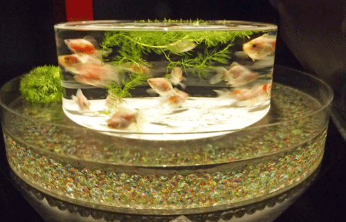 e0312121_11333096.gif
