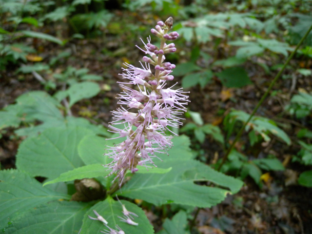e0272335_534817.jpg