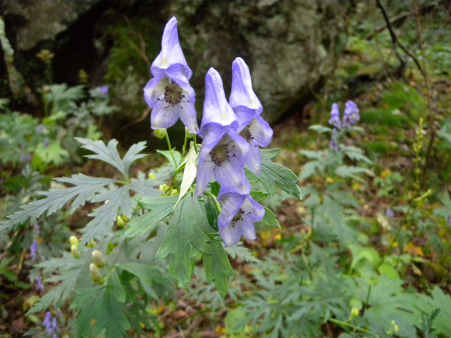 e0272335_536740.jpg