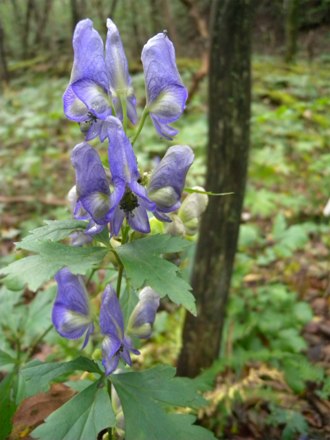 e0272335_5493089.jpg