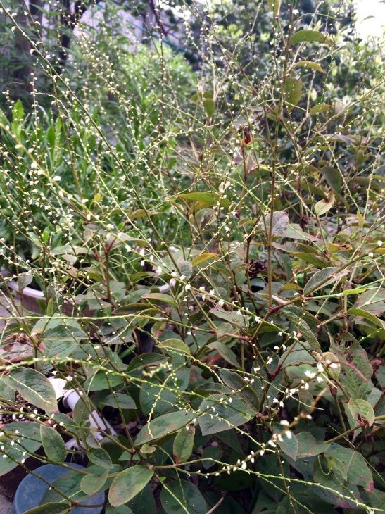 a0263388_13142480.jpeg