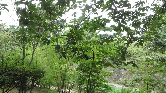c0280322_14380243.jpg