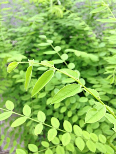 c0227245_12545662.jpg