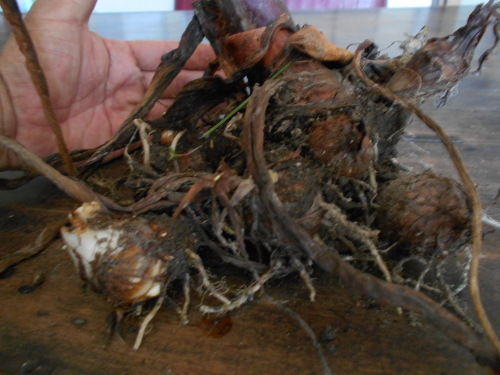 e0181260_20062589.jpg