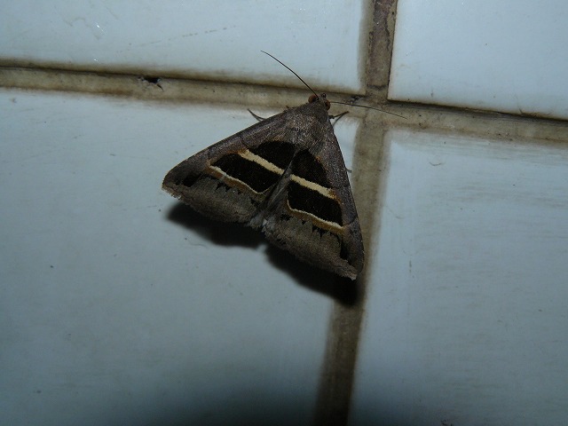 d0019074_7583364.jpg