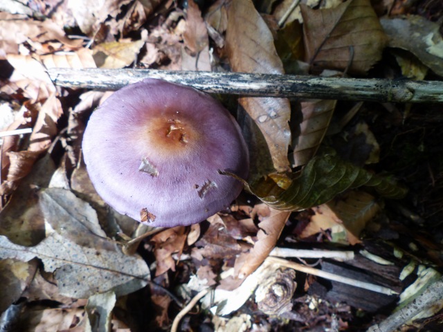 f0357487_16242011.jpg