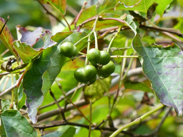 f0357487_1625778.jpg
