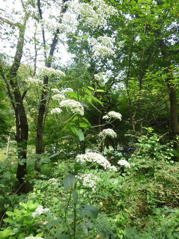 d0170615_1123261.jpg