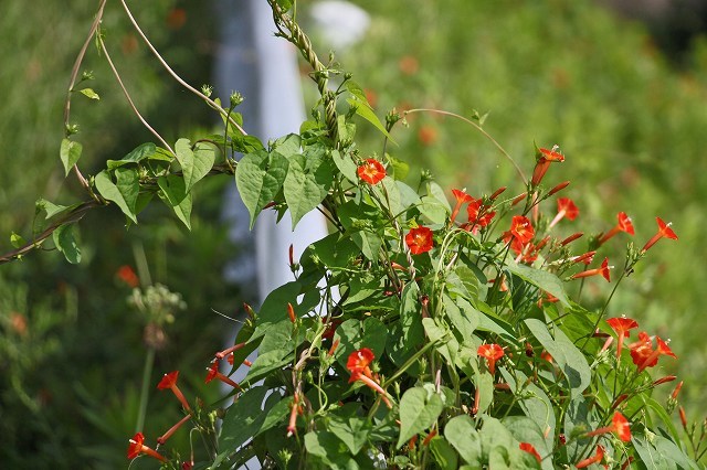 a0242438_16035190.jpg